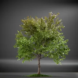 Tree Trident Maple animated