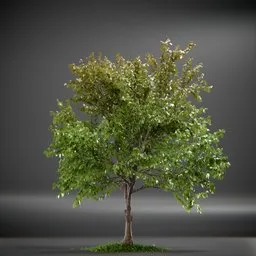 Tree Acer Buergerianum animated