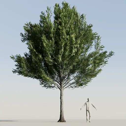 American beech tree variation low poly