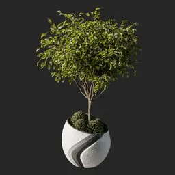 Weeping fig Plant 05