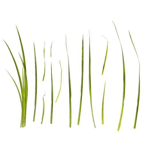 Acorus calamus Atlas