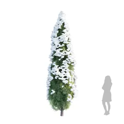 Bushe Mediterranean Cypress3 Winter