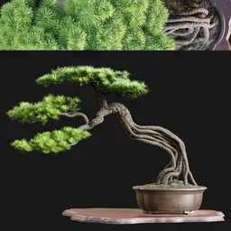 Cascade Bonsai