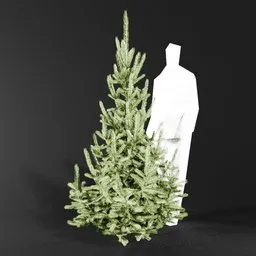 Norway Spruce Picea Abies 2.0m