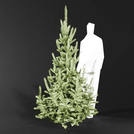 Norway Spruce Picea Abies 2.0m