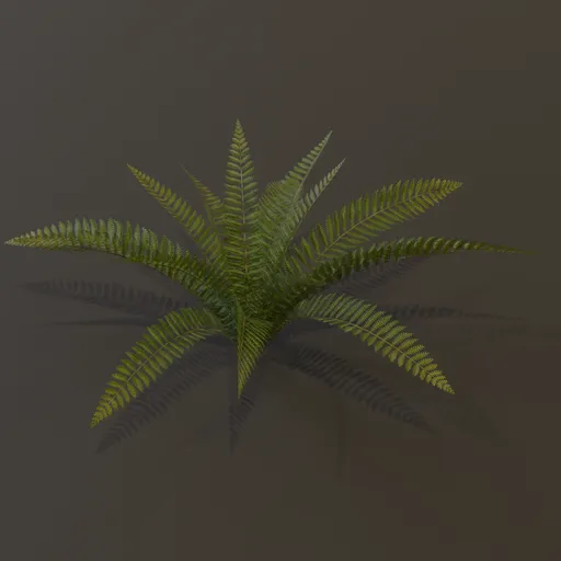 Wild Fern Large Var