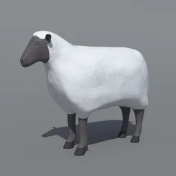 Cartoon Sheep