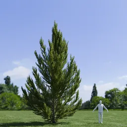 Pinus Flexilis Vanderwolf Pyramid