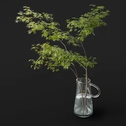 Maple Branch
