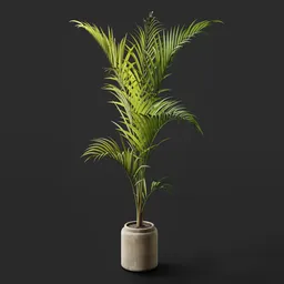 Tall Areca Palm pot