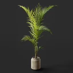 Tall Areca Palm pot