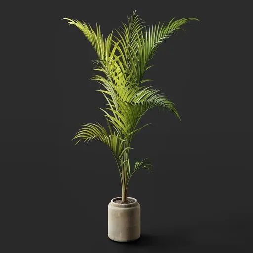 Tall Areca Palm pot