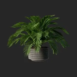 palm tree