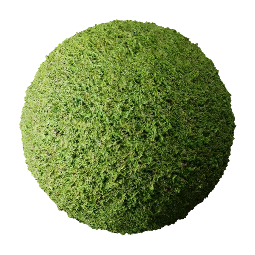 Grass Lawn