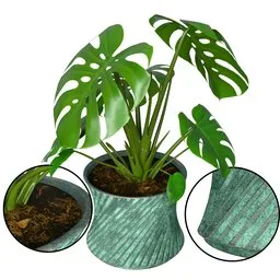 Monstera Plant