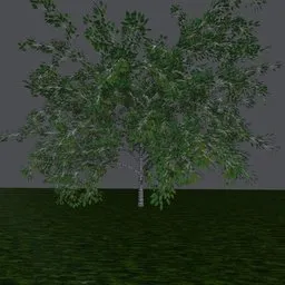 Detailed 3D birch tree model with dense foliage, created for use in Blender, ideal for digital forestry projects.