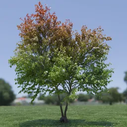 Tree Acer Buergerianum animated