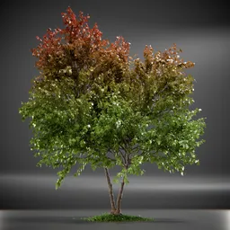 Tree Trident Maple animated