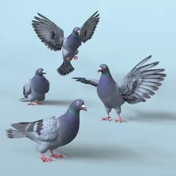 Fully Rigged Pigeon