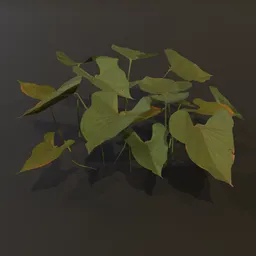 Ground Cover Broad Leaves Sml