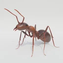 "Rigged ant 3D model for Blender 3D, with realistic red cell-shaded graphics and a simple rig. Perfect for insect animation projects. Real world scale with low clip start settings for up-close detail."