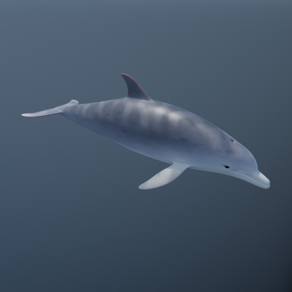 Rigged and animated Bottlenose Dolphin | Mammals models | BlenderKit