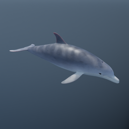 Detailed 3D bottlenose dolphin model, rigged and animated for Blender, ideal for marine life rendering.