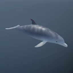 "Rigged and animated Bottlenose Dolphin 3D model for Blender 3D. Realistic sea mammal with swimming animation. Perfect for game assets and visualizations."