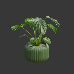 Indoor Monstera Plant on Green Pot