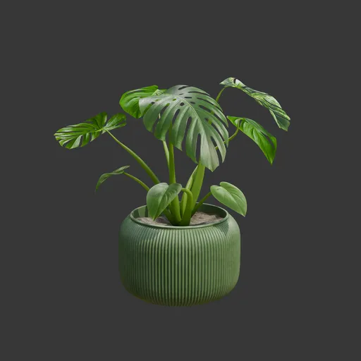 Indoor Monstera Plant on Green Pot