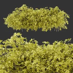 Multiple bush Autumn Plant
