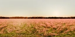 360-degree HDR panorama of a serene pink flower field against dark treeline, ideal for realistic scene lighting.