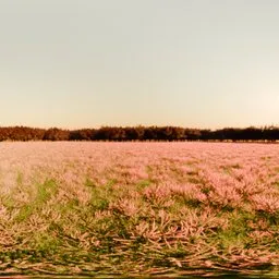 Pink Field Morning