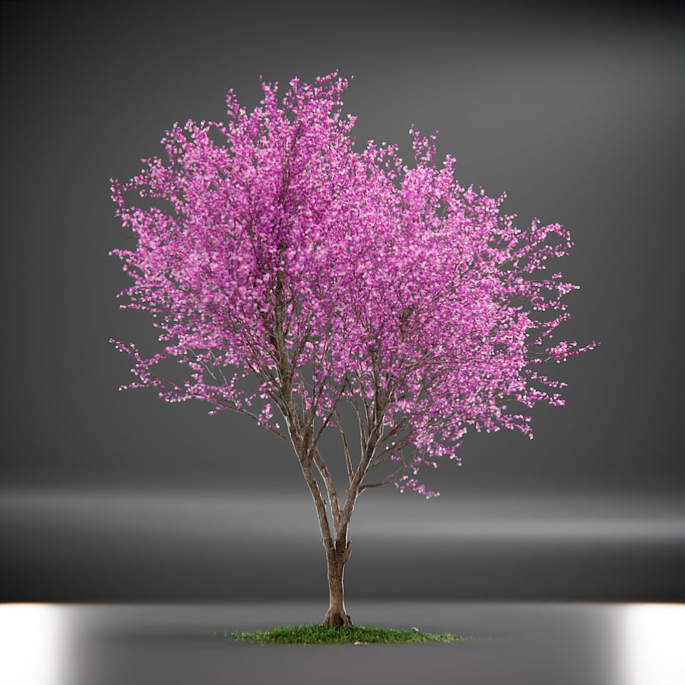 Tree Eastern Redbud Animated | Trees models | BlenderKit