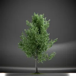 Tree Slender Silhouete Animated