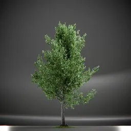 Tree Slender Silhouete Animated