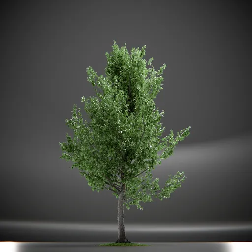 Tree Slender Silhouete Animated