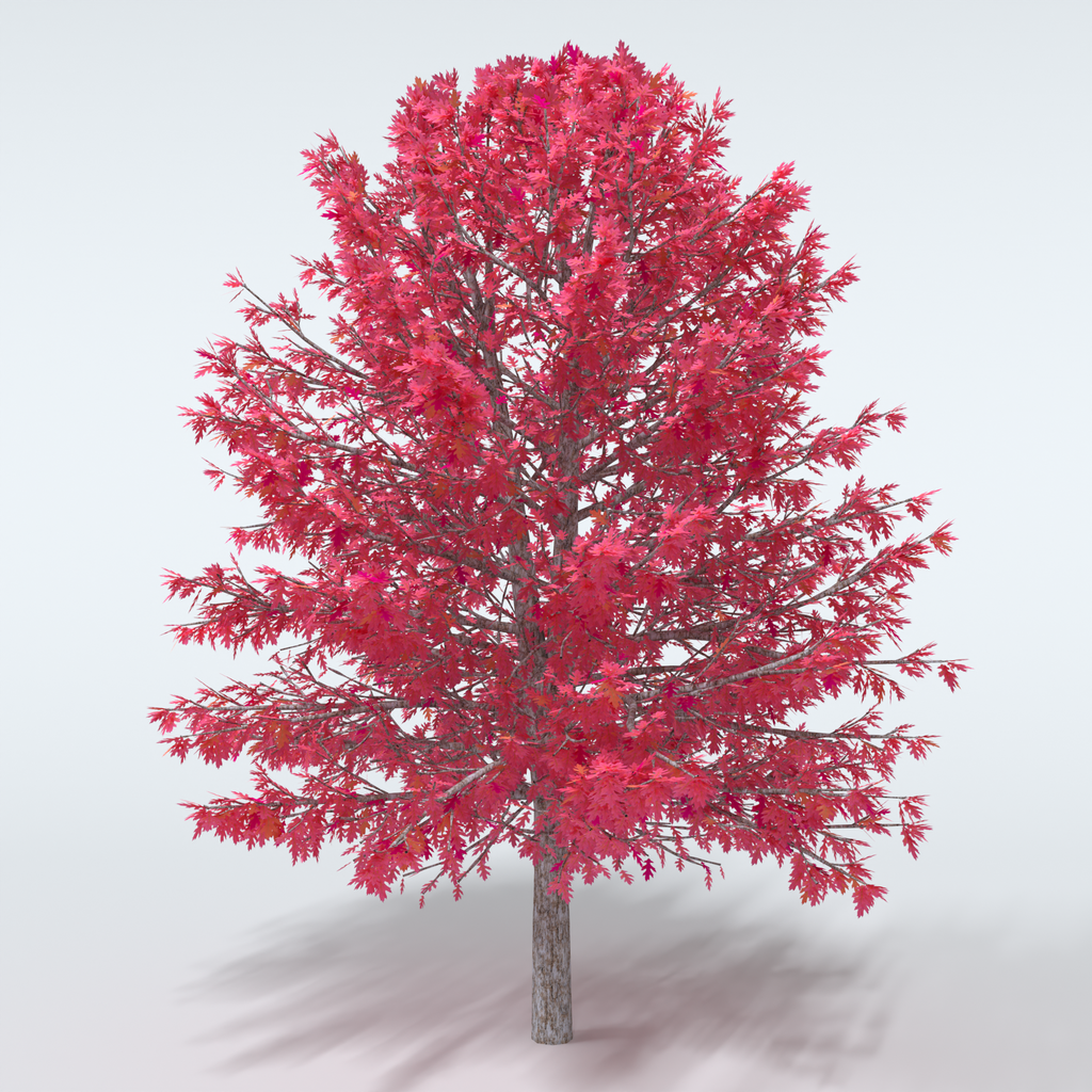 Red Oak Tree | Trees models | BlenderKit