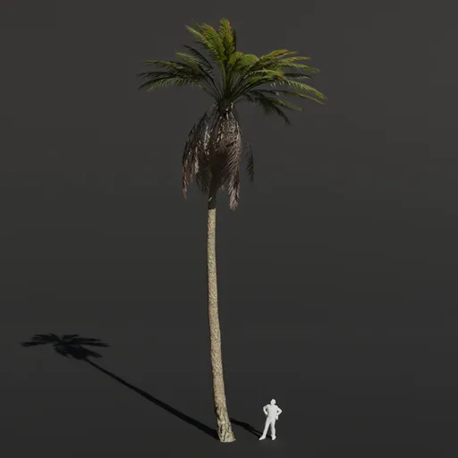 Palm Tree Large Tall