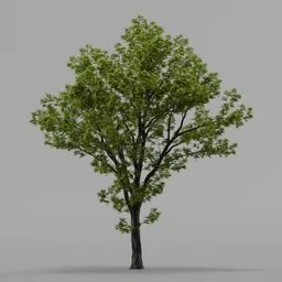 Tree_Lib1
