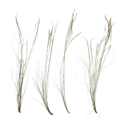 Nassella tenuissima Atlas