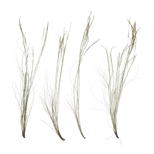 Nassella tenuissima Atlas