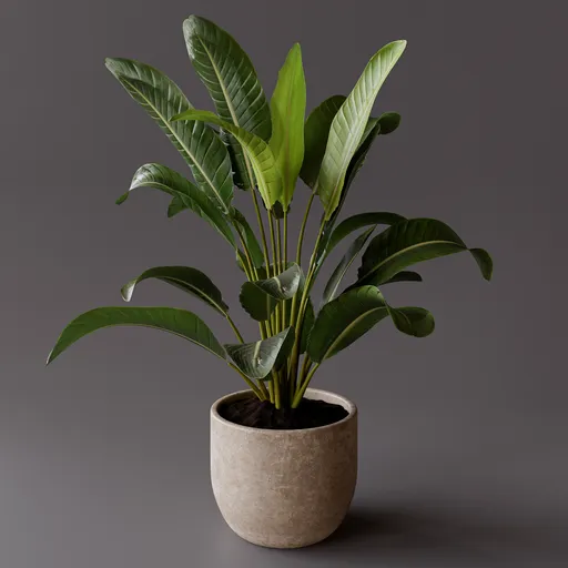 Tropical Plant in Pot