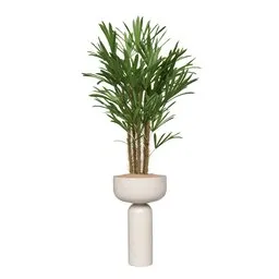 Rhapis Excelsa Lady Palm Hydro Care