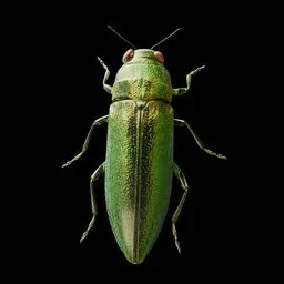 Realistic Bug