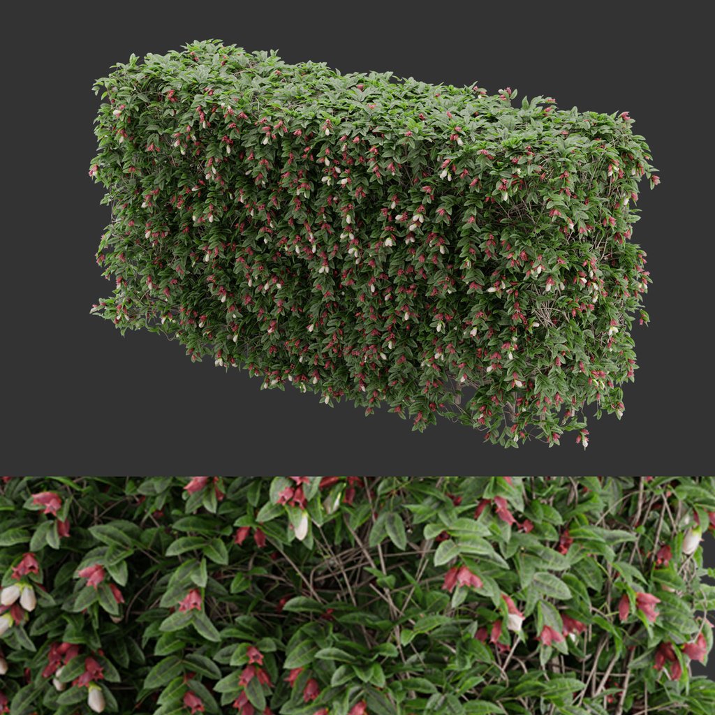 Flowering Hedge bush Plant | Outdoor Plants models | BlenderKit