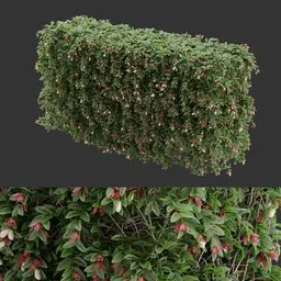 Flowering Hedge bush Plant