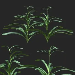 Dense Green Leafy Simple Plant