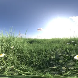 Morning light grass 16k