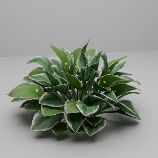Plant Garden Foliage